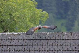 Harris's hawk (Parabuteo unicinctus), Hohenwerfen Castle, Salzburger Land, Austria, falconer,