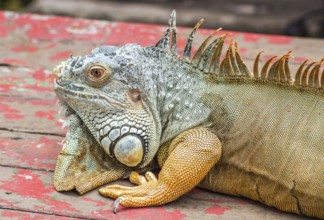 Brown lazy Iguana in Singapore Zoo