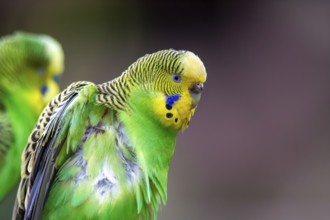 Close-up of two budgies that obviously like each other