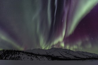 Green, yellow and purple northern lights (aurora borealis) over snowy mountains, northern lights
