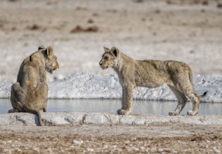 Lions (Panthera leo), two cubs at the waterhole, Nebrowni waterhole, Etosha National Park, Namibia,