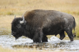 American bison (Bos bison, Bison bison), male, Yellowstone National Park, Wyoming, USA, North
