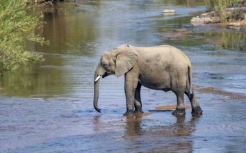 African elephant (Loxodonta africana), crossing a river, Kruger National Park, South Africa, Africa