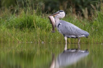 Grey heron (Ardea cinerea) with fish as prey, Aviemore, Scotland, Great Britain