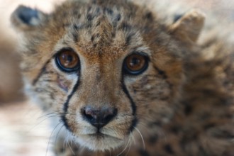 A 6-month-old cheetah (Acinonyx jubatus), young animal, predator, big cat, facial expression, head,