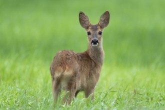 European roe deer (Capreolus capreolus), fawn standing in a meadow and looking attentively,