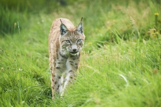 Eurasian lynx (Lynx lynx) walking through the grass, Wildpark Aurach, Kitzbühl, Tirol, Austria,