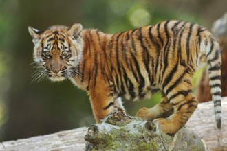 Sumatran tiger (Panthera tigris sumatrae), young, captive, native to Sumatra, Indonesia, Asia