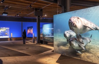 Plante Ozean exhibition in the Gasometer in Oberhausen, the world's oceans in their fragile beauty