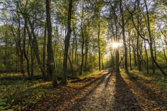 Überanger Mark forest, near Düsseldorf, Part of the forest is a protected forest area that is left