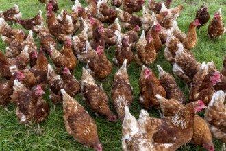 Chickens in a meadow, mobile housing, free-range chickens, free-range eggs, north of