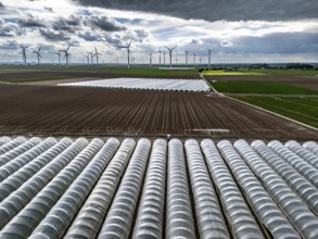 Agriculture, large areas with foil tunnel, for the cultivation of strawberries, freshly cultivated