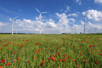 Wind farm, field with flower strips, insect-friendly border of fields with mixed flowers, poppies,