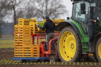 Lettuce plants, in press pots, they are planted in a field with a planting machine, agriculture,