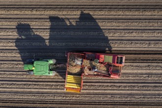 Potato harvesting, so-called split harvesting method, first the tubers are taken out of the ground