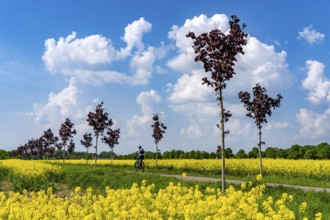 The avenue cycle path between Xanten and Marienbaum, Kalkar, on the Lower Rhine, former railway