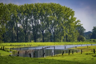 Bislicher Insel, nature reserve on the Lower Rhine near Xanten, formed from old Rhine arms, gravel
