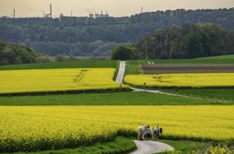 View over Mülheim an der Ruhr, Ickten, rape fields, over the Ruhr heights, to Duisburg-Hüttenheim,