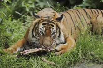 Sumatran tiger (Panthera tigris sumatrae), feeding, captive, occurring on Sumatra, Indonesia, Asia