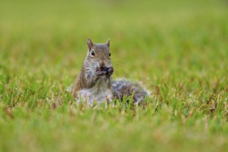 Grey Squirrel (Sciurus carolinensis), on meadow, springtime, Florida, USA, North America