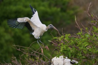 Wood Stork (Mycteria americana), flies through a wooded area holding a stick in its beak,