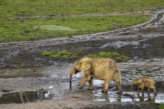 African forest elephants (Loxodonta cyclotis) in the Dzanga Bai forest clearing, Dzanga-Ndoki