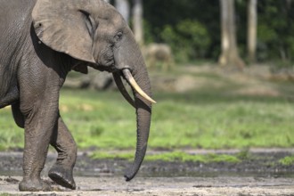 African forest elephant (Loxodonta cyclotis) in the Dzanga Bai forest clearing, Dzanga-Ndoki