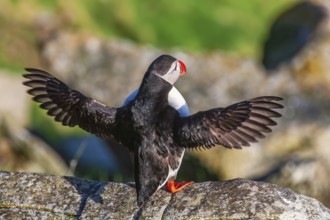 Atlantic puffin (Fratercula arctica) with spread wings on a rock in the sunshine