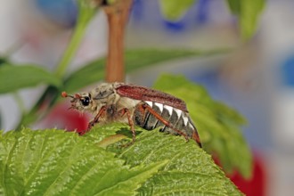 Cockchafer (Melolontha)