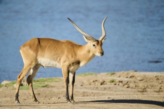 Southern lechwe (Kobus leche) next to a water pond in the dessert, captive, distribution Africa