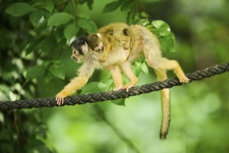 Common squirrel monkey (Saimiri sciureus) mother with her youngster, captive, distribution South