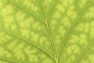 Tulip tree (Liriodendron tulipifera), leaf detail, North Rhine-Westphalia, Germany, Europe