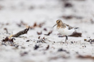 Little stint (Calidris minuta), adult bird walking on the beach, Varanger, Finnmark, Norway, Europe