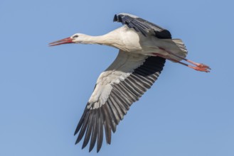 White stork (ciconia ciconia) in spring. Bas Rhin, Alsace, France, Europe