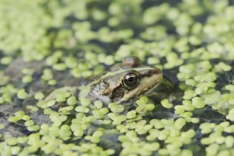Lake frog (Pelophylax ridibundus, Rana ridibunda), North Rhine-Westphalia, Germany, Europe