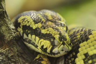 Carpet python (Morelia spilota variegata), captive, occurrence in Australia
