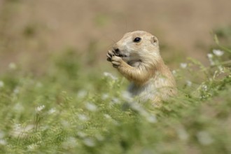 Black-tailed prairie dog (Cynomys ludovicianus), juvenile, captive, occurrence in North America