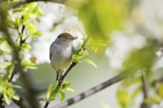 A blackcap (Sylvia atricapilla), male, with a captured spider in its beak, sitting on a branch