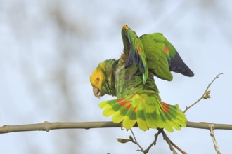 Yellow-headed Amazon (Amazona oratrix belizensis), on a sycamore branch, courtship display, blue