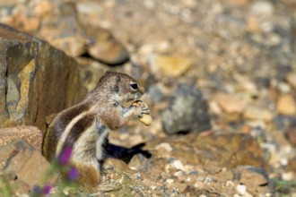 Barbary ground squirrel (Atlantoxerus getulus) or North African bristle squirrel, Fuerteventura,