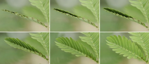 Mimosa or shameful sensory plant (Mimosa pudica), leaves fold up when touched, native to South