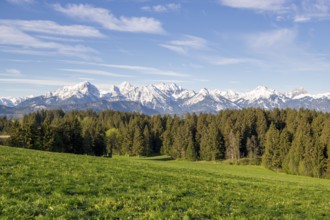 Spring meadow near Füssen, Allgäu Alps, snow, fir forest, Allgäu, Bavaria, Germany, Europe