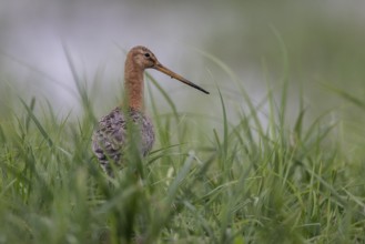Black-tailed godwit (Limosa limosa), Lower Saxony, Germany, Europe