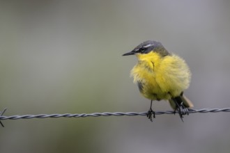 Western yellow wagtail (Motacilla flava), Lower Saxony, Germany, Europe
