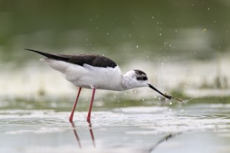 Black-winged Stilt (Himantopus himantopus), foraging in the water, Neusiedler See-Seewinkel