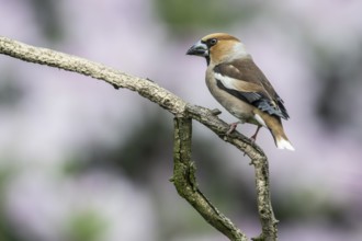 Hawfinch (Coccothraustes coccothraustes), Emsland, Lower Saxony, Germany, Europe