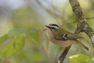 A brown-capped warbler sits on a branch surrounded by green leaves