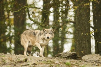 Eastern wolf (Canis lupus lycaon) walking on a little hill, Bavaria, Germany, Europe