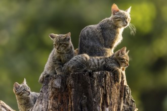 Mother cat with closed eyes and three kittens sitting on a tree stump, wildcat (Felis silvestris),