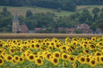 Landscape with a field of sunflowers (Helianthus annuus), in the background a village in Alsace,